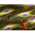 Cynomolgus Monkey Primary Colonic Microvascular Endothelial Cells